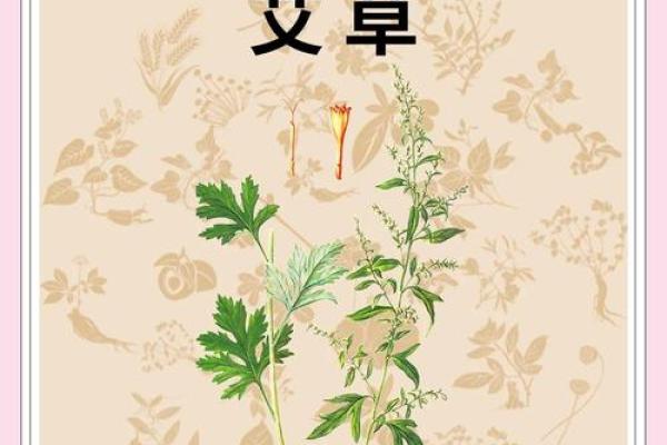 五行学中艾草属什么？你不可不知的五行知识