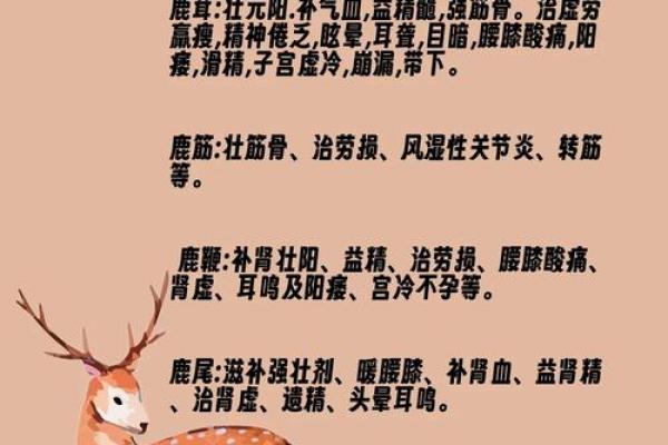 最受欢迎的鹿名字大全 快来挑选一个